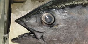 Big Eye Tuna Fish