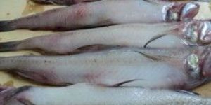 Bombay Duck Fish