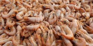 Brown Shrimp