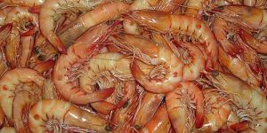 King Prawn