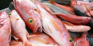 Red Snapper Fish