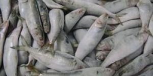 Sharp Tooth Hammer Croaker