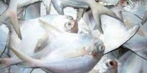 Silver Pomfret