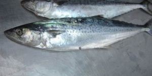 Spanish Mackerel Fish