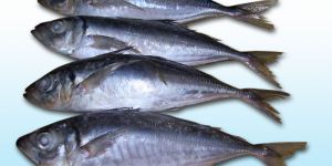 Spotted Legged Red Lobster