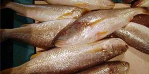 Tiger Toothed Croaker Fish