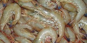 White Prawn