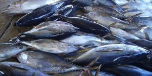 Yellow Fin Tuna