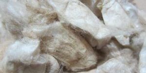 Eri Silk Cocoons