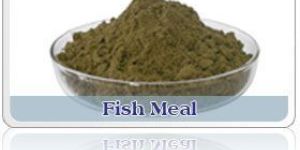Fish Meal