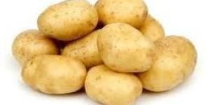 Fresh Potato