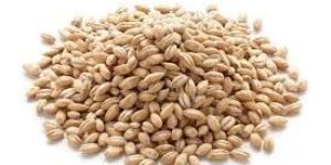 Wheat Seeds