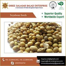 Soya Bean Seeds
