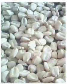 White Corn Maize