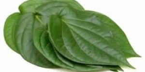Betel Leaf Oil
