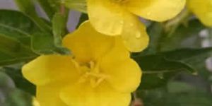 Evening Primrose Carrier Oil