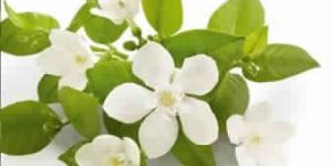 Neroli Absolute Oil