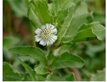 Eclipta Alba Plant