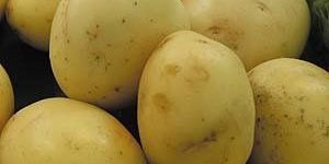 Fresh Indian Potato