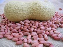 Bold Groundnut