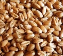 Wheat
