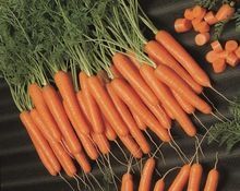 Fresh Carrot