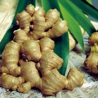 GINGER EXTRACT