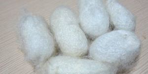 Mulberry Silk Cocoon