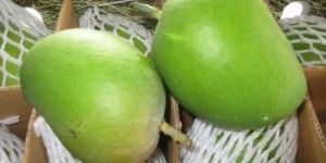 Fresh Alphonso Mangoes