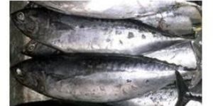 Frozen Tuna Fish