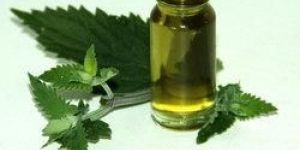 Catnip Oil