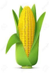 Maize