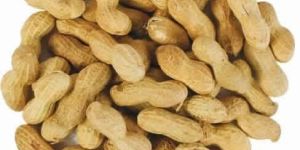 Shell Groundnuts
