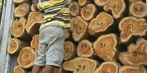 Teak Logs