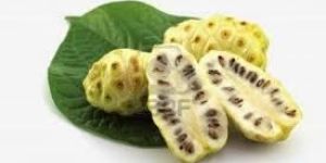 FRESH ORGANIC NONI FRUITS