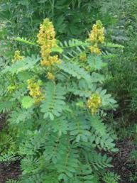 Cassia Occidentalis