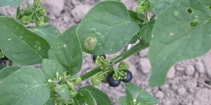 Solanum Nigrum