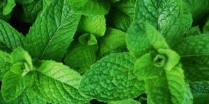 Mint Leaves