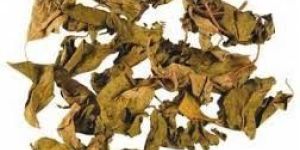 Gymnema Powder Extracts Gymnemic Acid