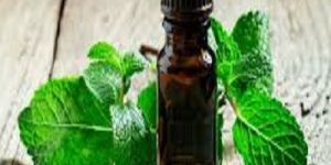 Peppermint Oil