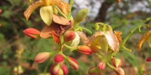Tamarind Flower