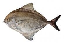 Black Pomfret Fish