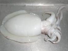 Cuttle Fish