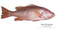 Red Snapper Fish