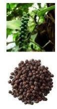 Black Pepper