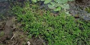 Bacopa Monnieri