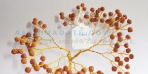Rudraksha Tree
