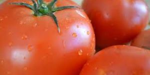 Fresh Tomato