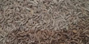 Cumin Seed