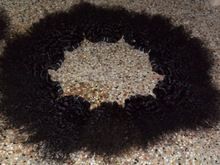 NATURAL DEEP CURLY REMY HIAR